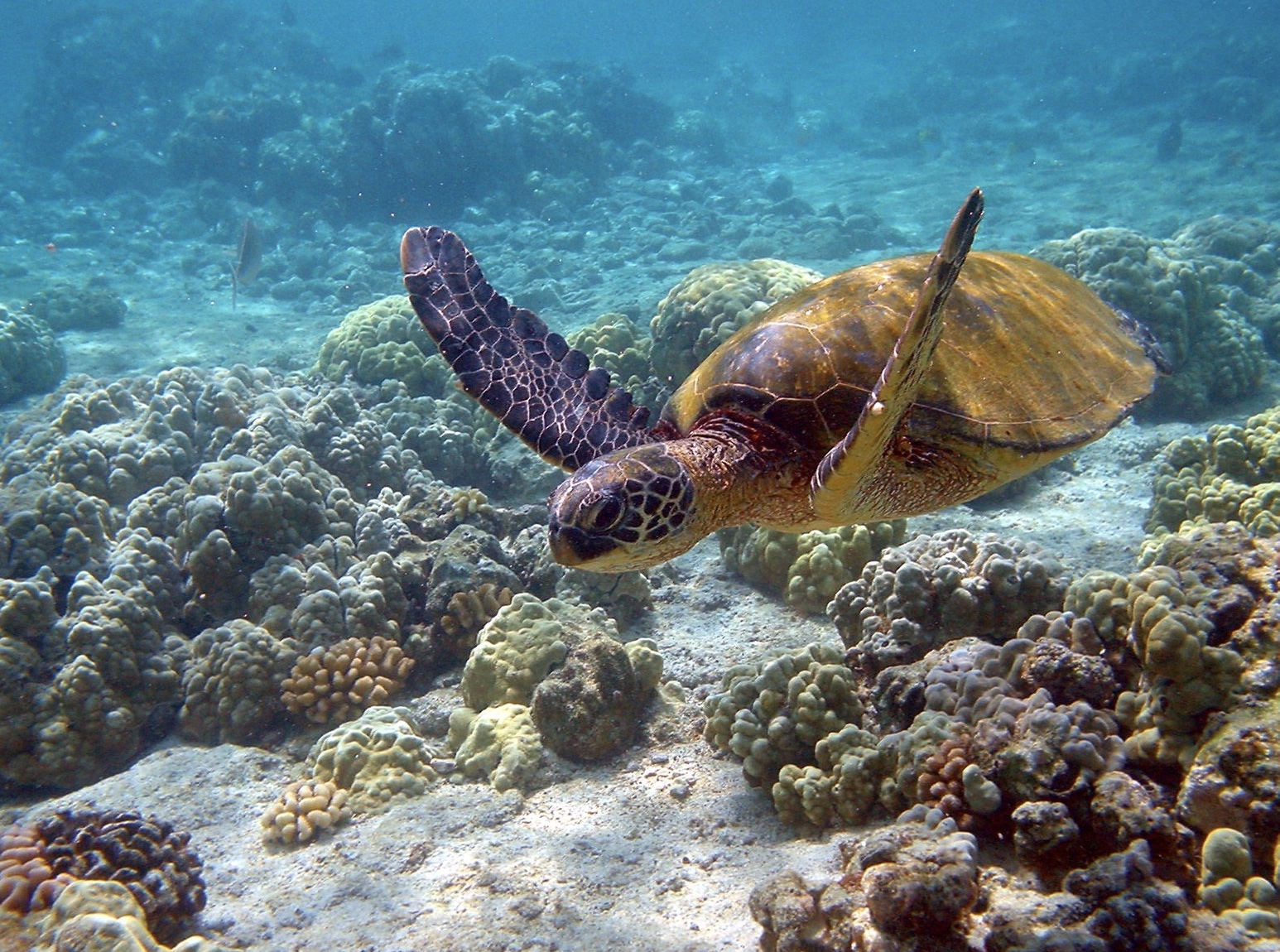 Hawaii Turtle under the water