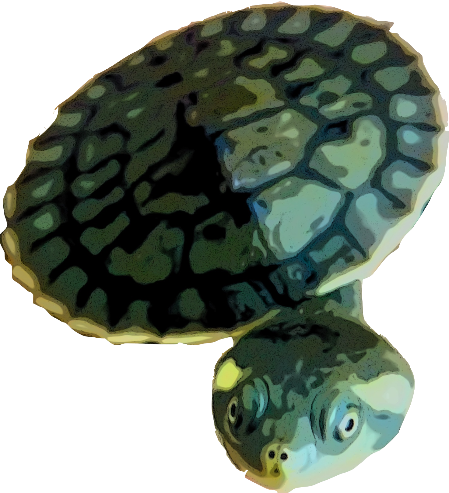 turtle_logo